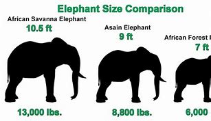 Image result for 7 Foot Tall Elephant