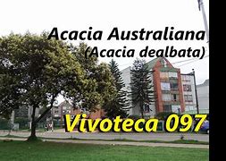 Image result for acaciabo