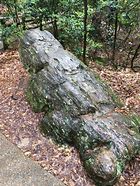 Image result for Mississippi Petrified Forest
