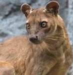 Image result for Fossa Pics