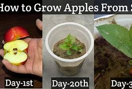 Image result for Apple 1 Year Plant
