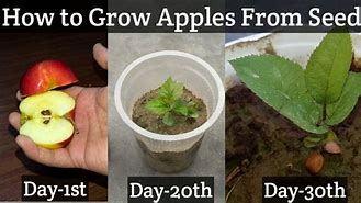 Image result for Grow an Apple Tree From Seed