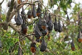 Image result for Fruit Bat Case