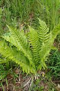 Image result for Polystichum microchlamys