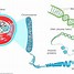 Image result for Human DNA Chromosome