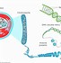 Image result for DNA and Genes