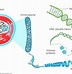 Image result for Shape of Gene