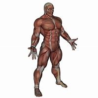 Image result for Muscle