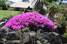 Image result for lampranthus