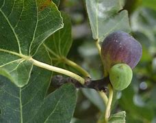 Image result for Ficus carica