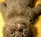 Image result for Cutest Cat Ever