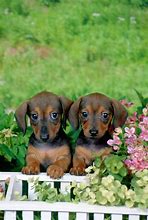 Image result for Miniature Dachshund Puppies
