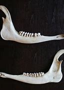 Image result for Deer Jawbone Extraction