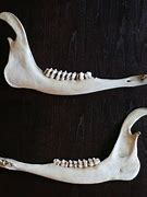 Image result for Deer Jaw Drawing