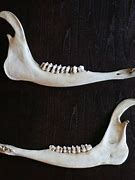 Image result for Deer Jawbone Top View