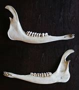 Image result for Deer Skull Lower Jaw