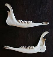 Image result for Deer Jawbone Puller