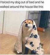 Image result for Dog in Blanket Meme