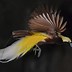 Image result for Beautiful Tropical Birds