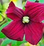 Image result for Clematis viticella BURNING LOVE