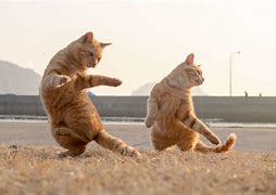 Image result for Funny Cat Happy Dance