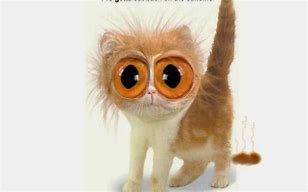 Image result for Cute Funny Cats with Big Eyes