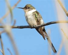 Image result for Heliactin Trochilidae