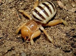 Image result for Cricket Infestation