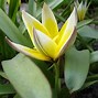 Image result for Species Tulip Bulbs