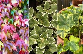 Image result for Ivy House Plant Identification