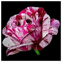 Image result for Purple Dragon Rose