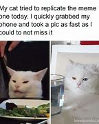 Image result for Funny Cat Owner Memes