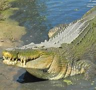 Image result for Top 10 Biggest Crocodiles