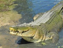 Image result for Pic of Biggest Crocodile