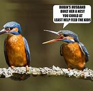 Image result for The Birds Meme