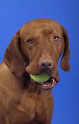 Image result for Tennis Ball Mouth