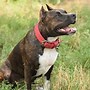 Image result for Pit Bull Face