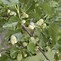 Bildergebnis für Prunus avium Blauwe Hedelfinger