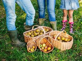 Image result for Apple-Picking Images