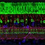 Image result for Retina Cone Cells