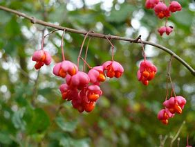 Image result for Euonymus europaeus