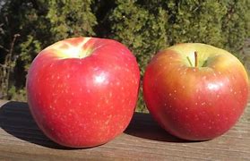 Image result for Envy Apple's vs Honeycrisp