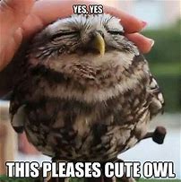 Image result for Cute Owl Memes
