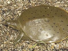 Image result for Apalone Trionychidae
