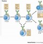 Image result for Noogenic Activation Method