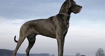 Image result for Popular Large Dog Breeds