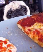Image result for Funny Dogs with Pizza Memes