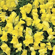 Image result for Yellow Snapdragon Seeds