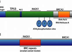Image result for Hereditary BRCA2 Mutation Profile Expression