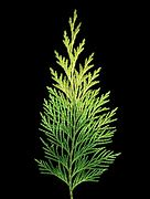 Image result for Western Red Cedar Leaf